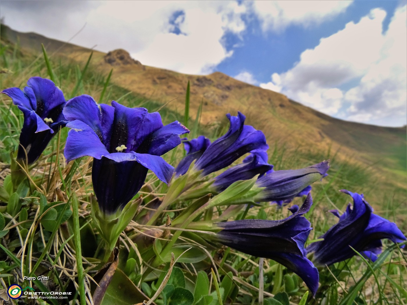 16 Gentiana acaulis (Genziana di Koch).JPG